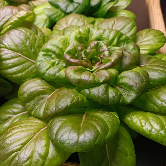 lechuga lisa 200g
