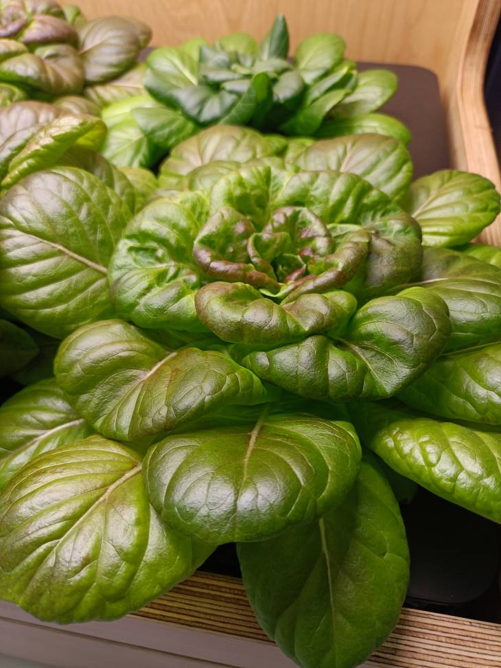 lechuga lisa 200g