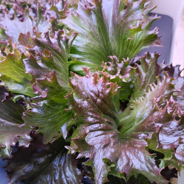 Lechuga rizada 200g