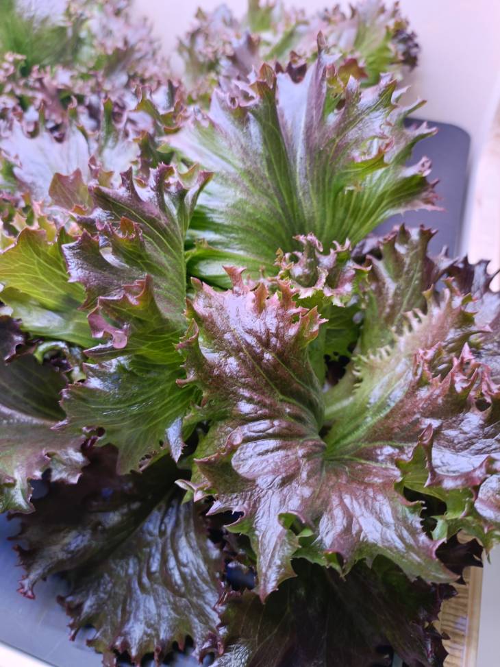 Lechuga rizada 200g