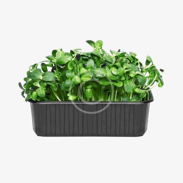 microgreens de mostaza