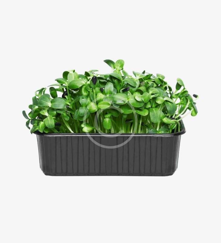 microgreens de mostaza