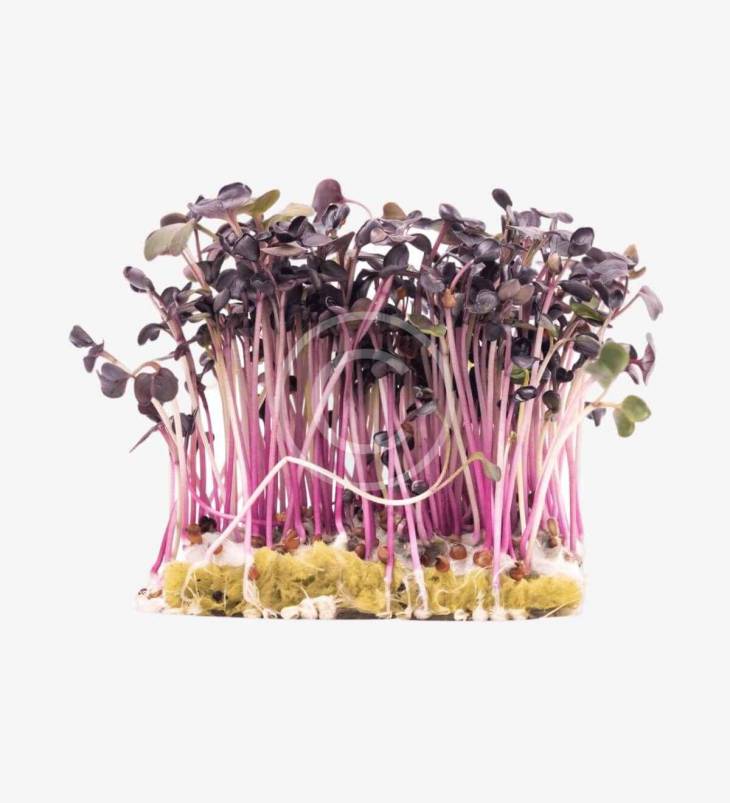 microgreens de mostaza - Imagen 3