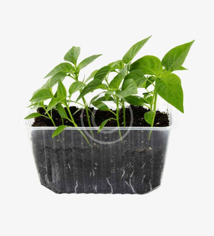 microgreens de mostaza - Imagen 2
