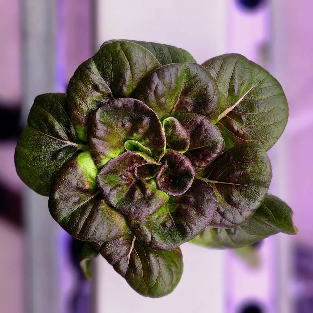 Lechuga Tocadero roja baby