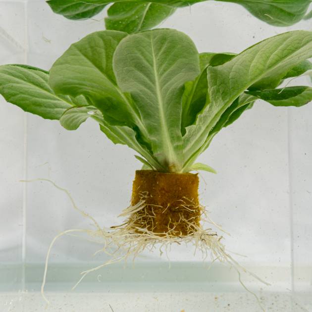Lechuga Trocadero verde baby