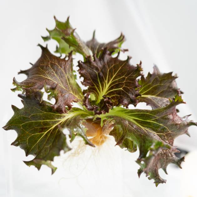 Lechuga Cristal roja baby